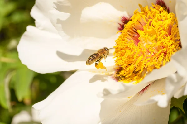 Biene mit Pollen auf Beinen — Stockfoto