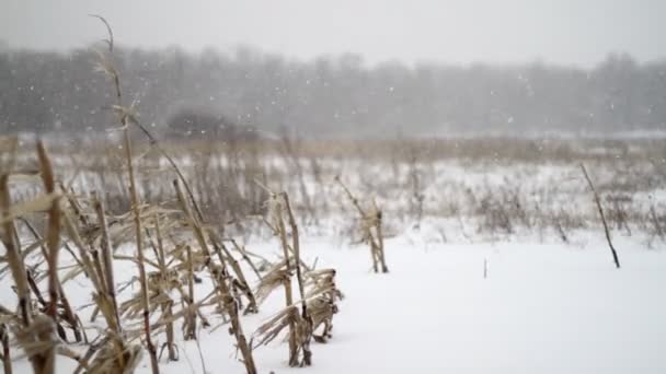 冬のトウモロコシ フィールド降雪 — ストック動画