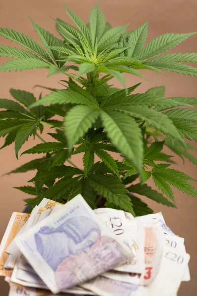 Cannabis business — Stockfoto