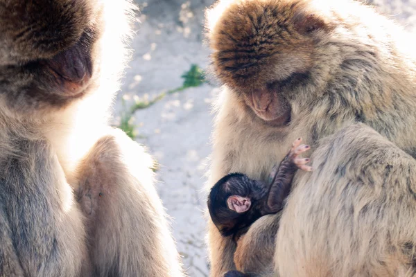 Barbary Macaques — Stock Photo, Image