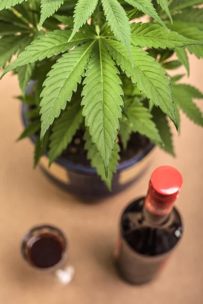 Cannabis och alkohol — Stockfoto