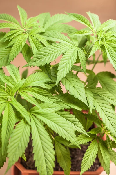 Planta de cannabis en maceta —  Fotos de Stock