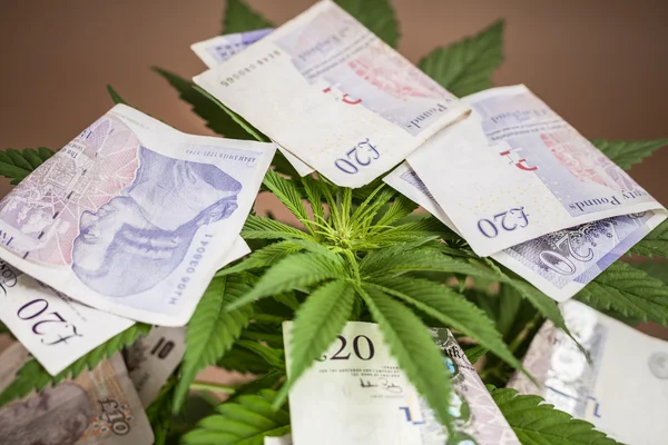 Marijuana verksamhet — Stockfoto