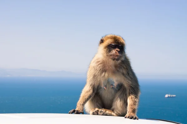 Barbary Macaque — Stock Photo, Image