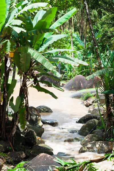 ランカウイ島の熱帯雨林 — ストック写真
