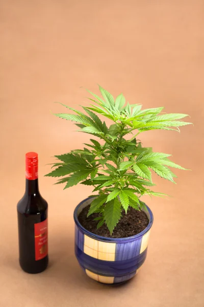 Cannabis and alcohol — Stock Photo, Image