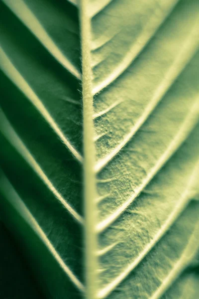 Cannabis-Blatt lizenzfreie Stockbilder