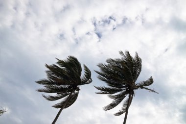Palm trees in wind clipart