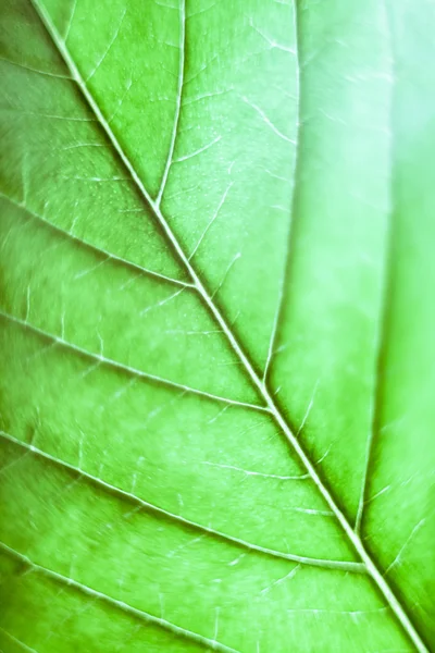 Cannabis leaf — Stock Photo, Image
