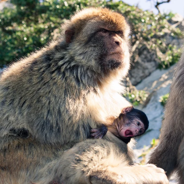 Barbary maymunları — Stok fotoğraf