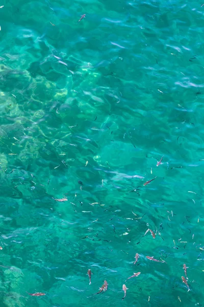 Muitos peixes na superfície do Mar de Alborão no Estreito de Gib — Fotografia de Stock