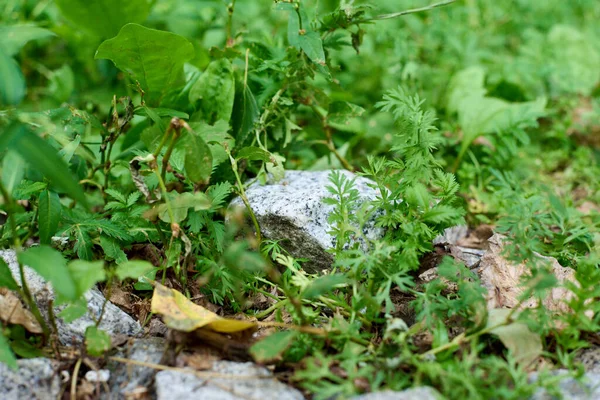 Серый Камень Среди Зеленой Травы Дикой Природе — стоковое фото