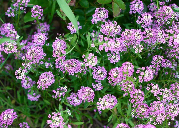 Fleurs Lilas Aux Feuilles Vertes — Photo