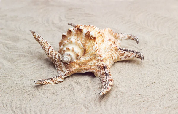 Hermosa concha de mar grande acostado en la arena — Foto de Stock