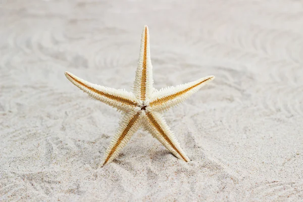 Concha de estrella de mar sobre fondo de arena — Foto de Stock