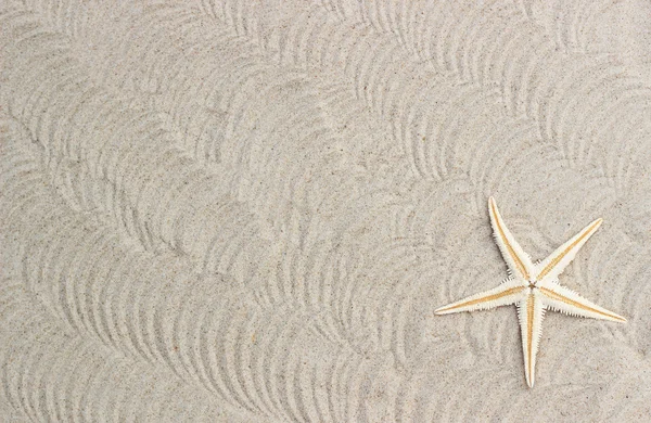 Concha de estrela-do-mar no fundo areia — Fotografia de Stock