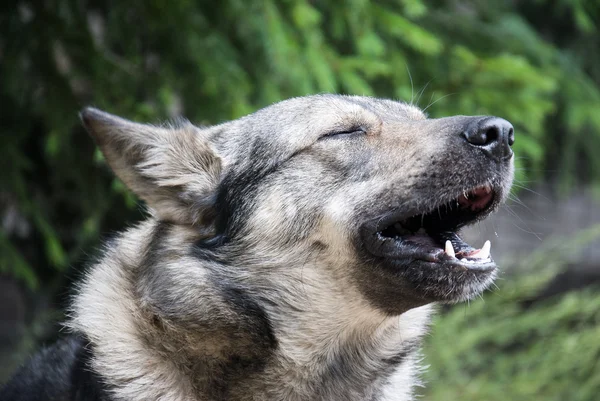 Dog howls of grief in the yard — Stock Photo, Image