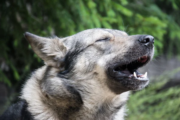 Keder bahçedeki köpek uluyor