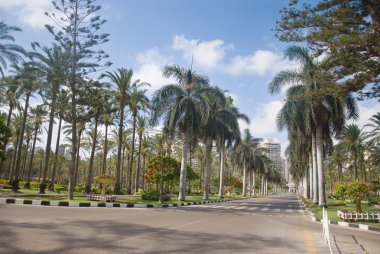 Palmiye ağaçları yol görünümünü