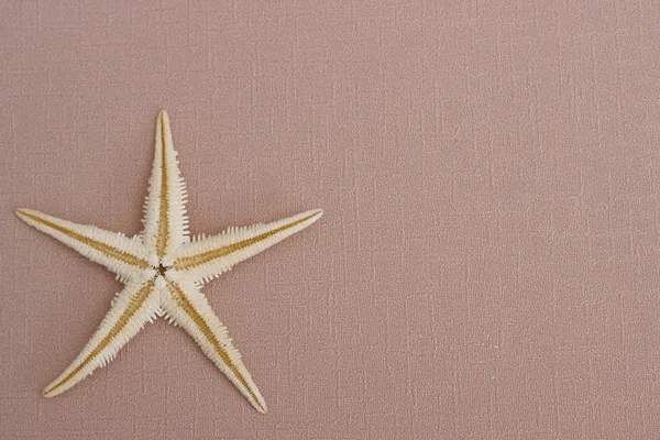 Fondo de verano: estrellas de mar — Foto de Stock