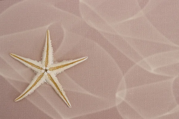 Fondo de verano: estrellas de mar — Foto de Stock