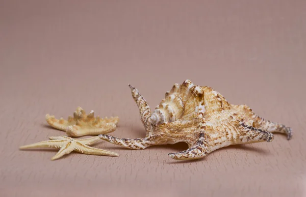 Summer background: starfish on the biege — Stock Photo, Image