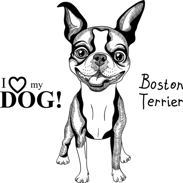 Anjing vector sketsa Boston Terrier berkembang biak tersenyum - Stok Vektor