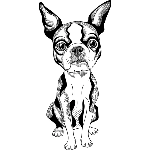 Vector sketch dog Boston Terrier breed serious — Stock Vector