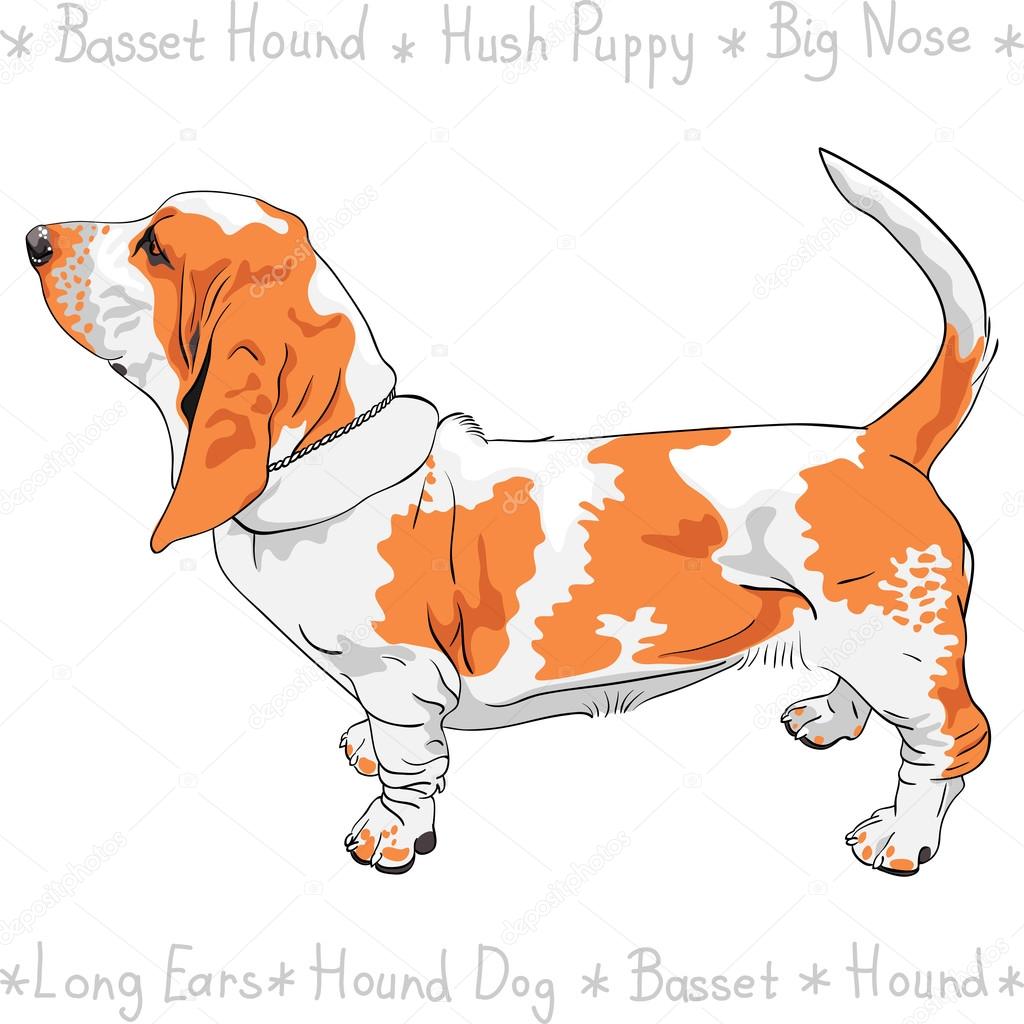 Race De Basset Hound Chien Vecteur Image Vectorielle