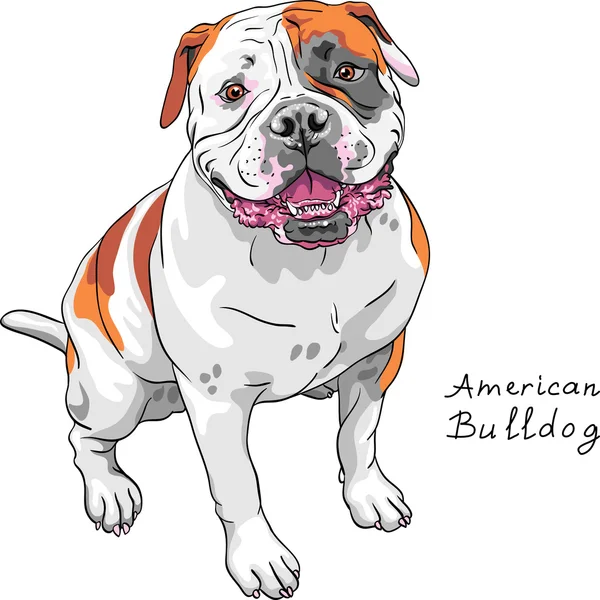 Vector bosquejo perro americano Bulldog raza — Vector de stock