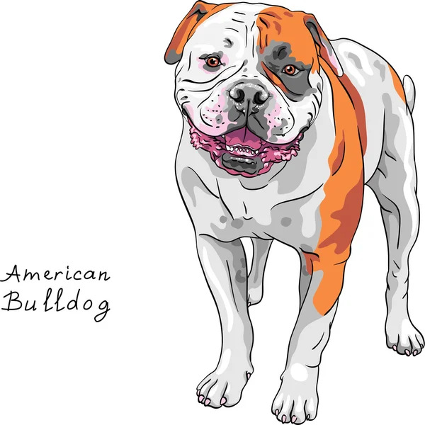 Vektor vázlat kutya Amerikai Bulldog fajta — Stock Vector