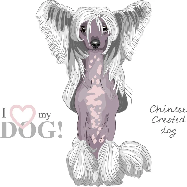 Vector dog Chinese Crested breed — Stock Vector