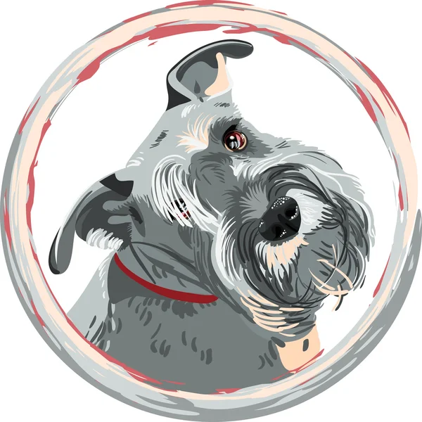 Vektor ras dvärgschnauzer hund närbild — Stock vektor