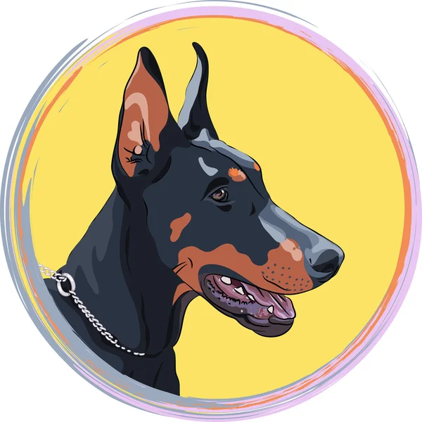 Vettore primo piano cane serio Doberman Pinscher razza — Vettoriale Stock