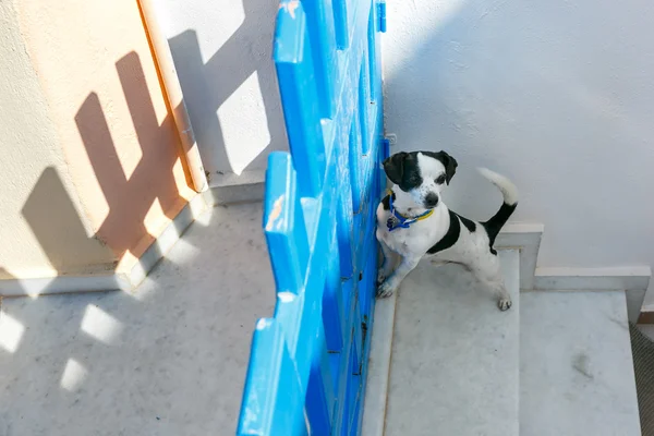 Pies w Oia Santorini, Grecja — Zdjęcie stockowe