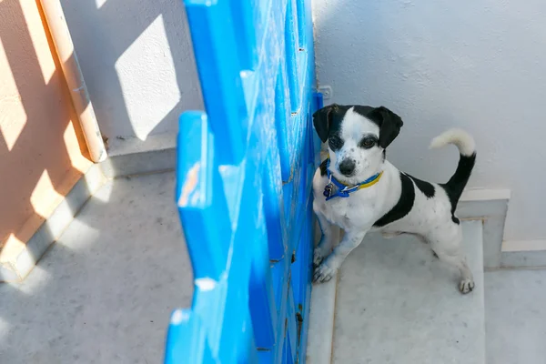 Pies w Oia Santorini, Grecja — Zdjęcie stockowe