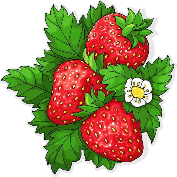 Fraises juteuses mûres — Image vectorielle