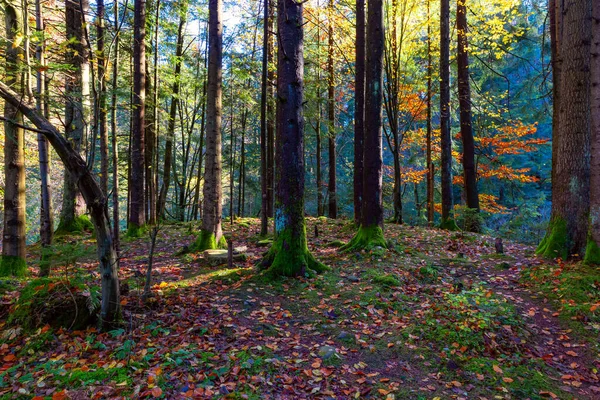 Autumn landscape of Carpathian Forest — Stock Photo, Image