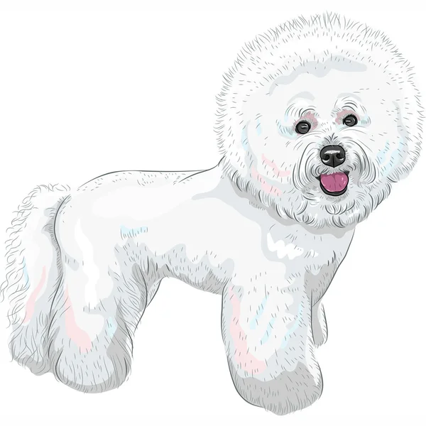 Vektorové bílé roztomilý pes bichon frise plemeno — Stockový vektor