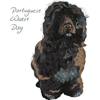 vector Portuguese Water Dog  clipart