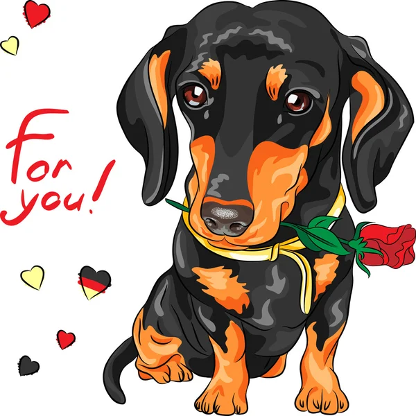 Vektorhund Dackel mit roter Blume — Stockvektor