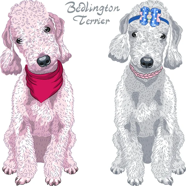 Vetor cão Bedlington Terrier raça —  Vetores de Stock