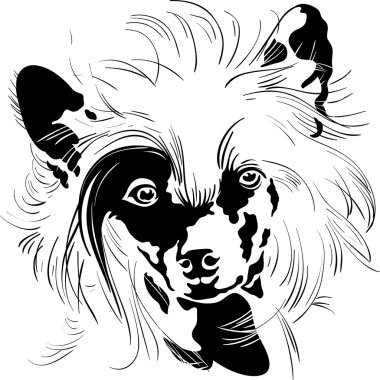 Vector sketch Chinese Crested dog hand drawing vector clipart