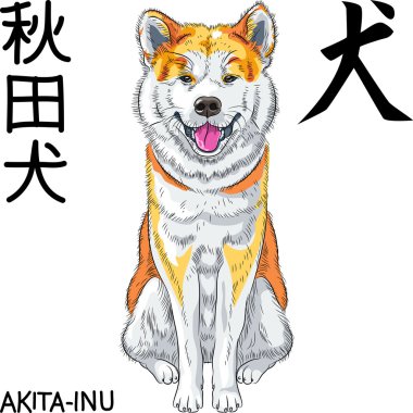 vector sketch dog Akita Inu Japanese breed smiles clipart