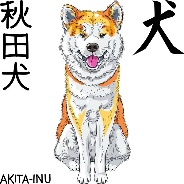 Chien de croquis vectoriel Akita Inu sourires de race japonaise — Image vectorielle