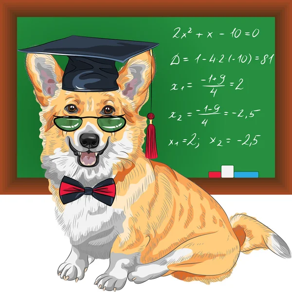 ベクトル卒業犬ペンブローク ウェルシュ コーギー — ストックベクタ