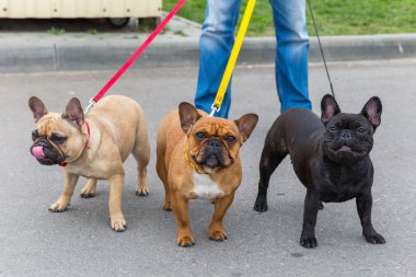 three domestic dogs French Bulldog breed clipart