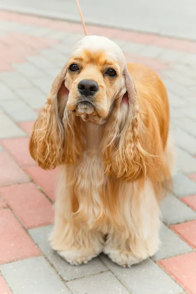 Lindo deporte perro crianza americano cocker Spaniel — Foto de Stock