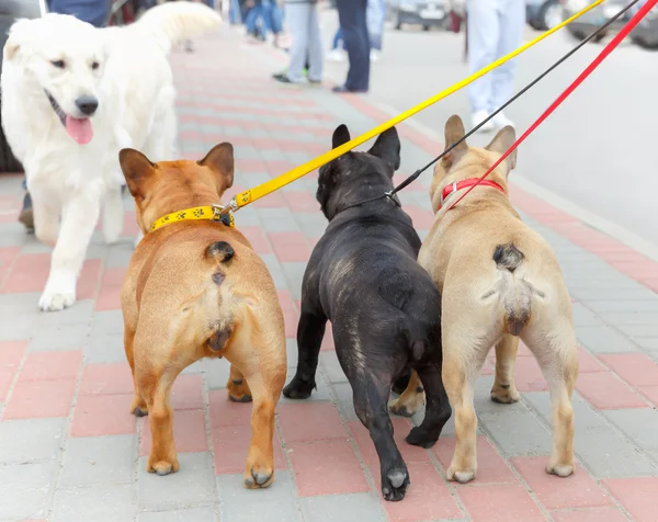 Trois Bulldog français et labrador retriever — Photo