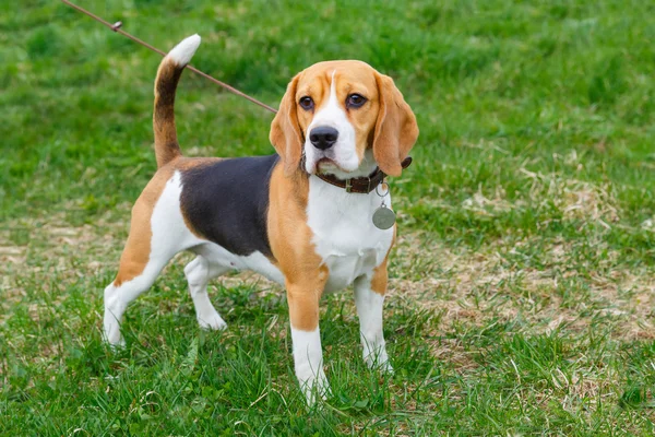 Anjing Beagle berkembang biak berdiri di rumput hijau — Stok Foto